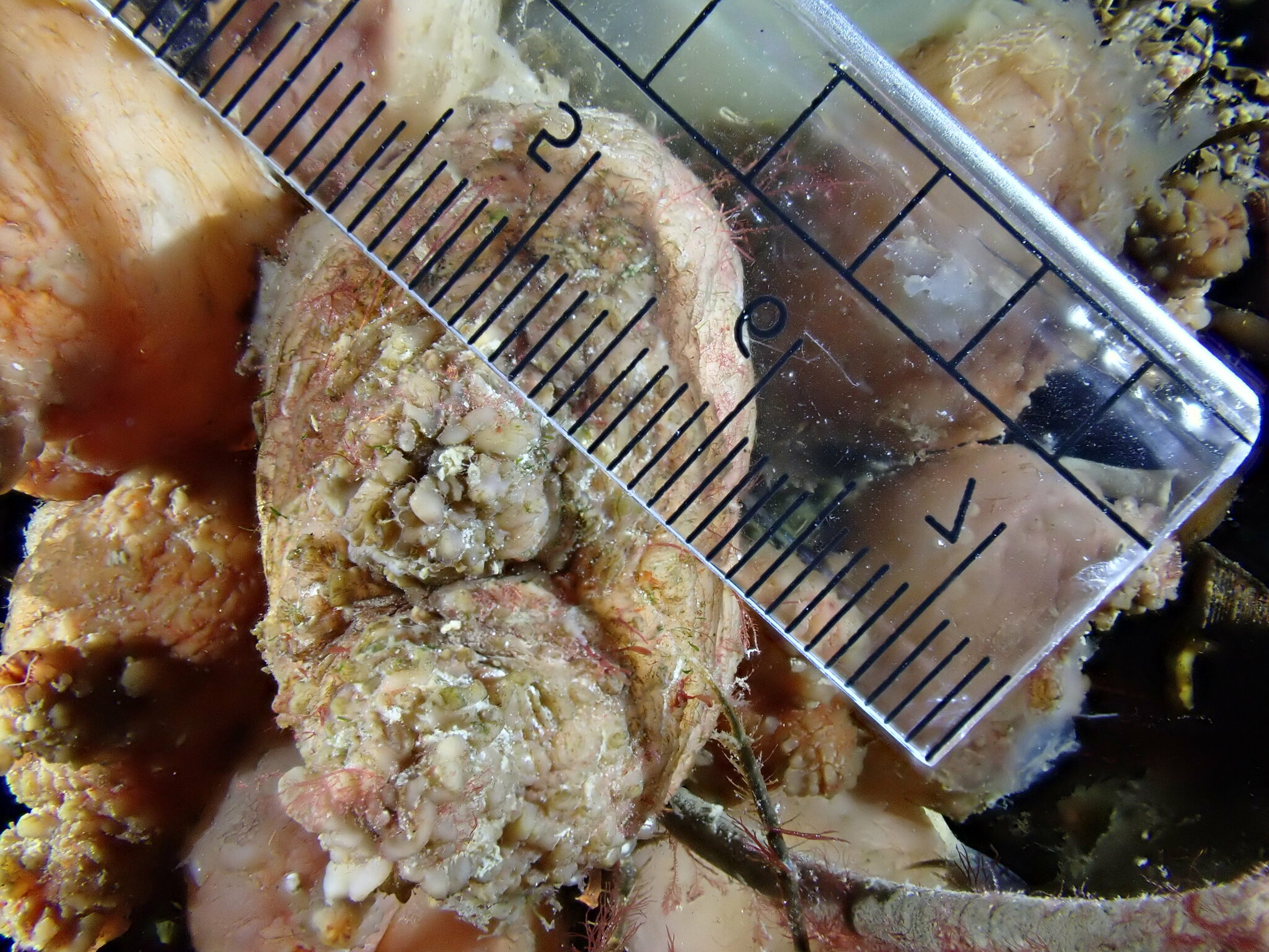 Asterocarpa humilis (Heller, 1878)
