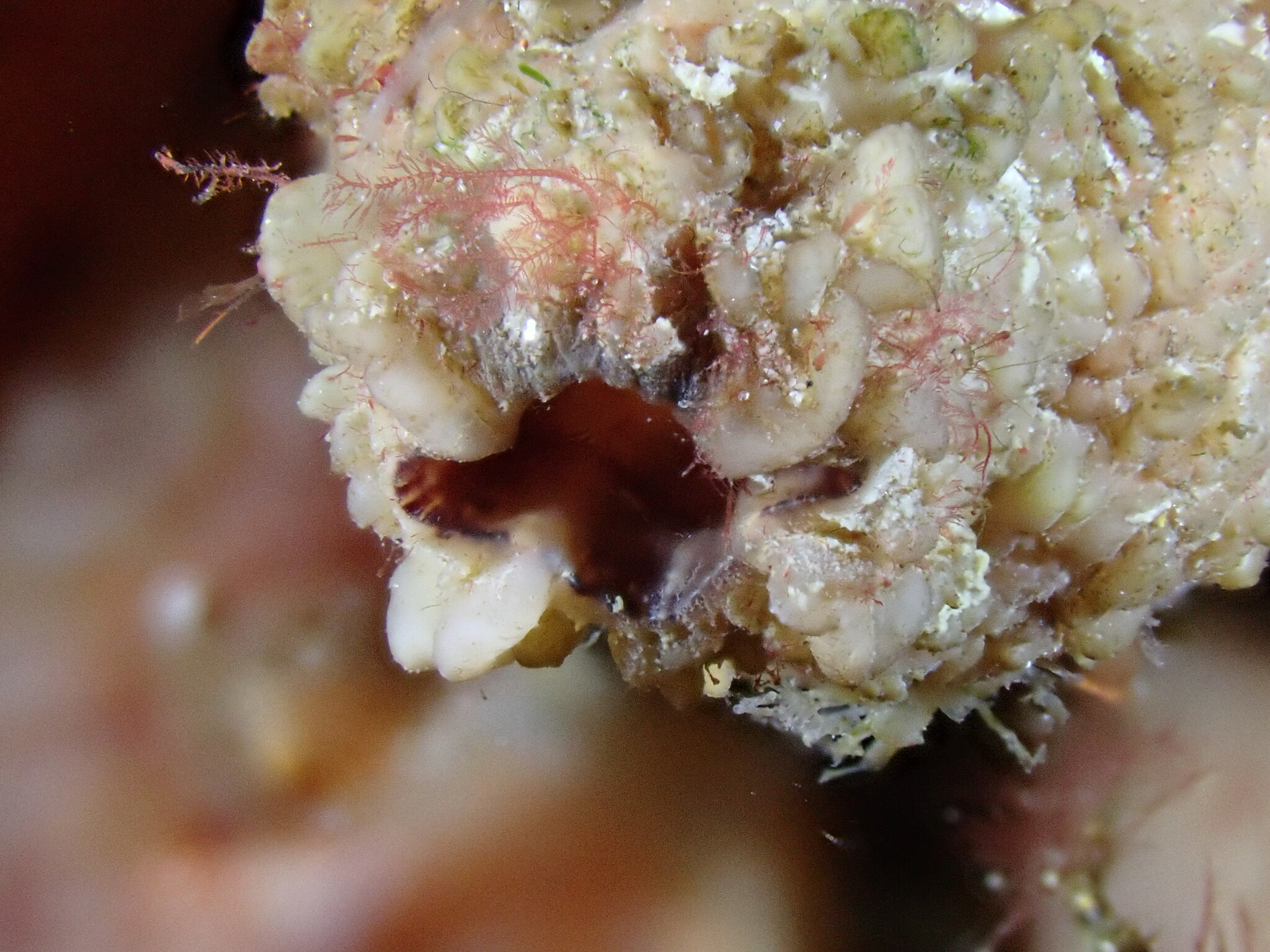Asterocarpa humilis (Heller, 1878)