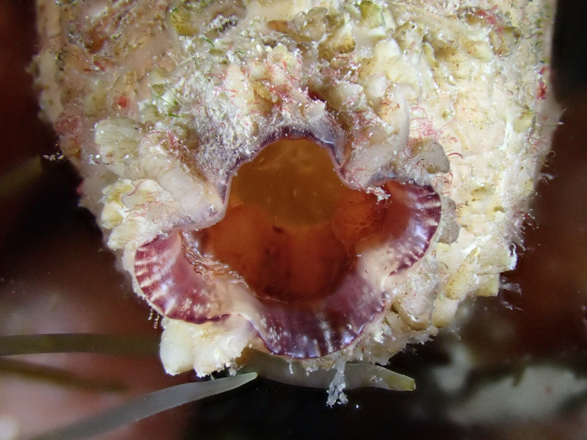 Asterocarpa humilis (Heller, 1878)