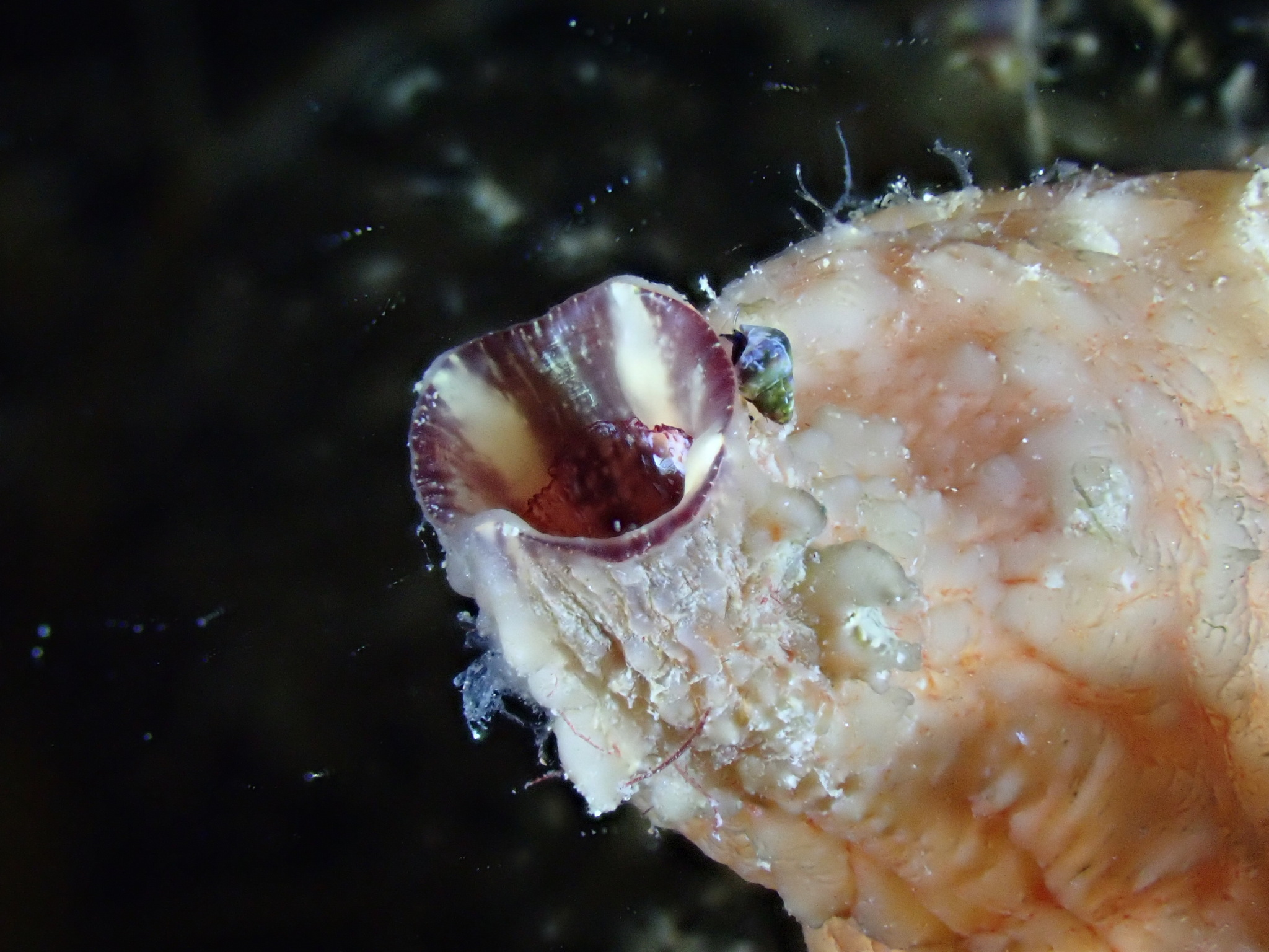 Asterocarpa humilis (Heller, 1878)
