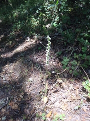 Platanthera elegans elegans