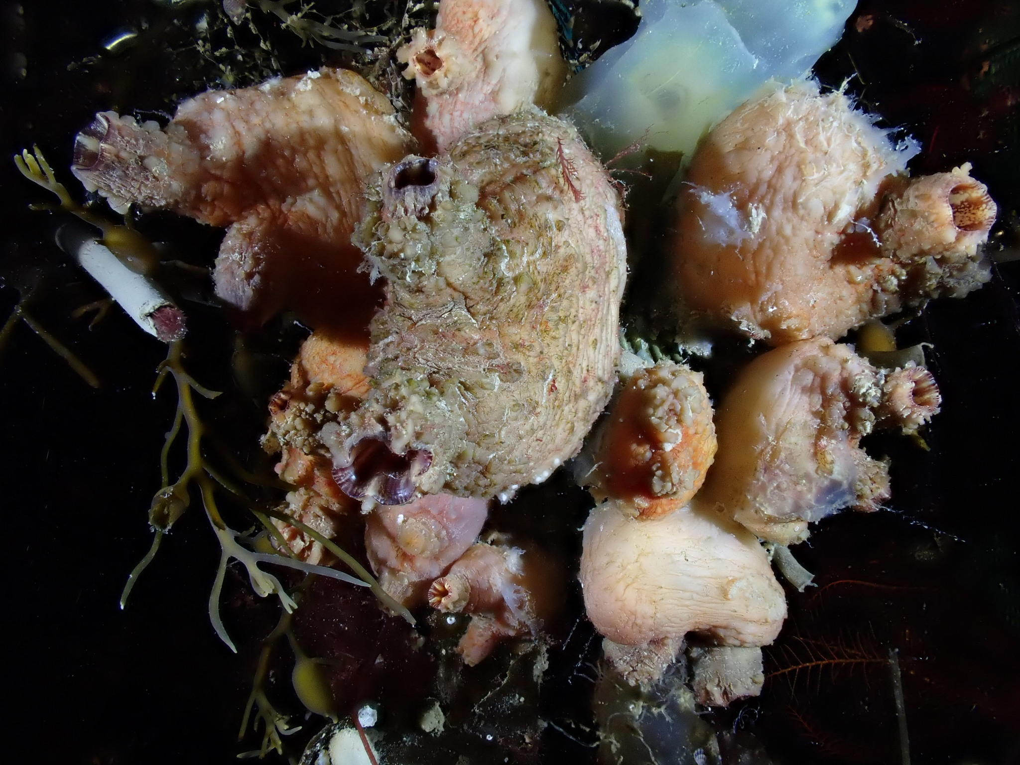 Asterocarpa humilis (Heller, 1878)