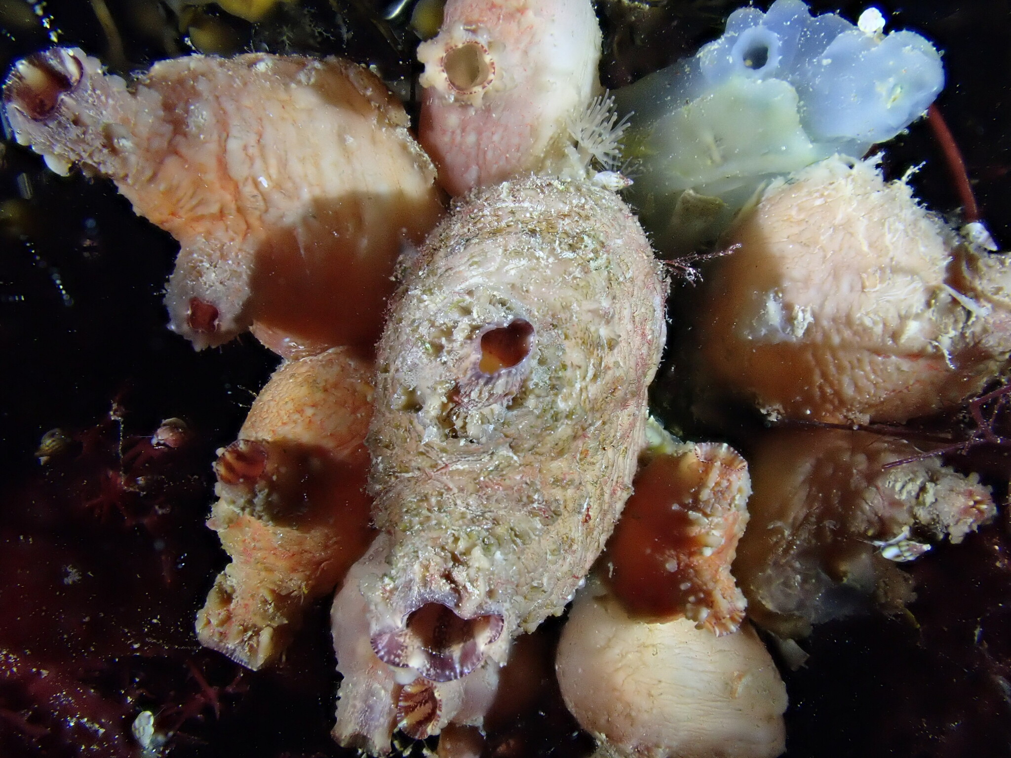 Asterocarpa humilis (Heller, 1878)