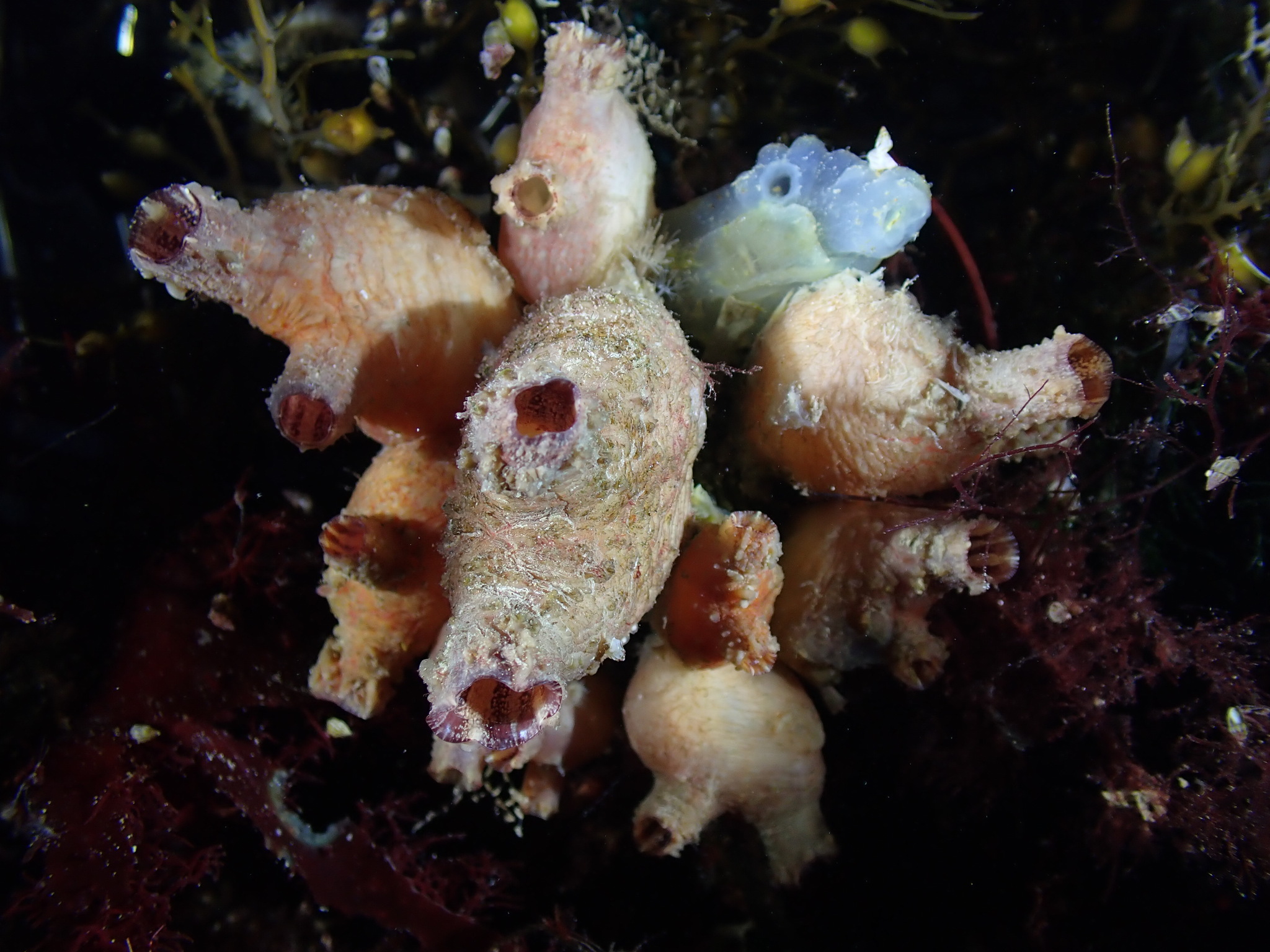 Asterocarpa humilis (Heller, 1878)