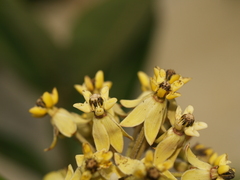 Asclepias similis