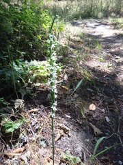 Platanthera elegans elegans