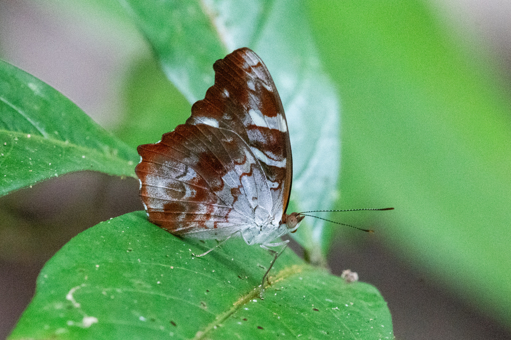 Myscelia milloi
