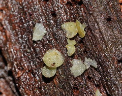 Chlorosplenium