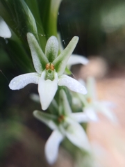 Platanthera elegans elegans