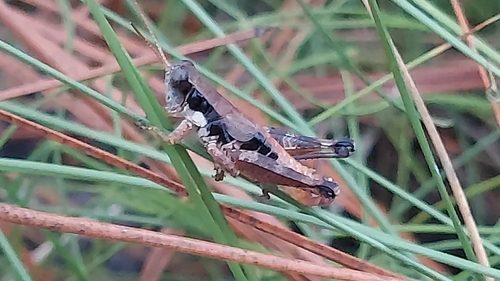 Round-winged Grasshopper photo 4