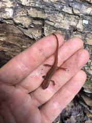 Notophthalmus viridescens image