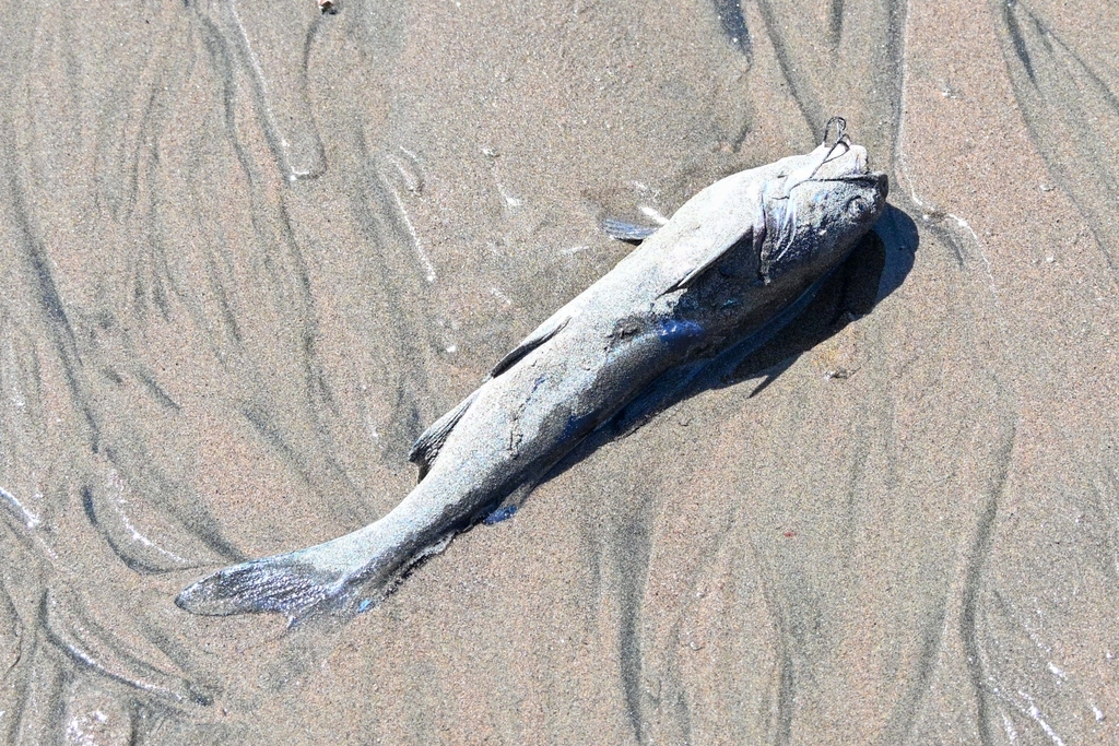 Peruvian sea catfish (Galeichthys peruvianus) — Ariidae