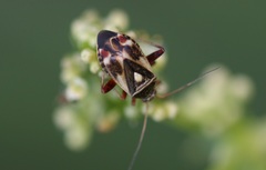 Polymerus brevicornis