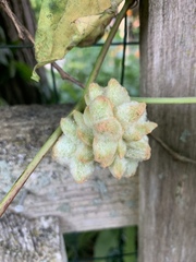 Ampelomyia vitiscoryloides