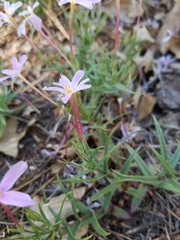 Phlox dolichantha