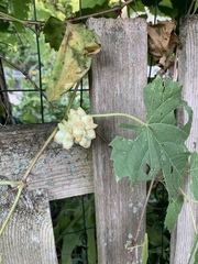 Ampelomyia vitiscoryloides