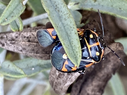 iNaturalist observation photo of Harlequin Bug