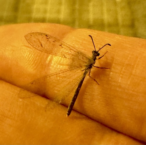 Neuroleon canariensis