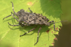Brochymena affinis