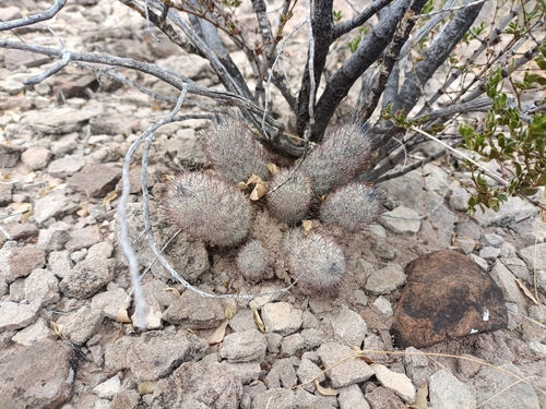 Image of Mammillaria pottsii by (c) Fernando Loweree, some rights reserved (CC BY)