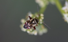 Polymerus brevicornis