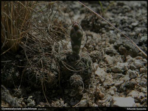 Gymnocalycium calochlorum