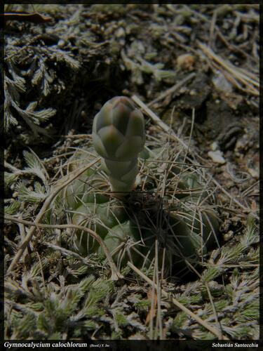 Gymnocalycium calochlorum