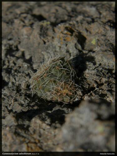 Gymnocalycium calochlorum