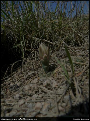 Gymnocalycium calochlorum