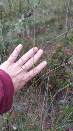 Slender Crabgrass (Digitaria filiformis)