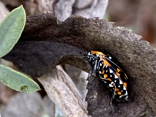 iNaturalist observation photo of Harlequin Bug