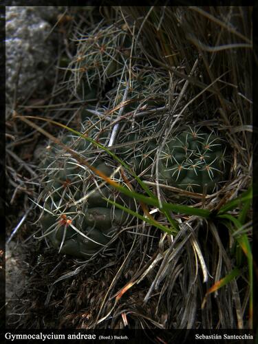 Gymnocalycium andreae