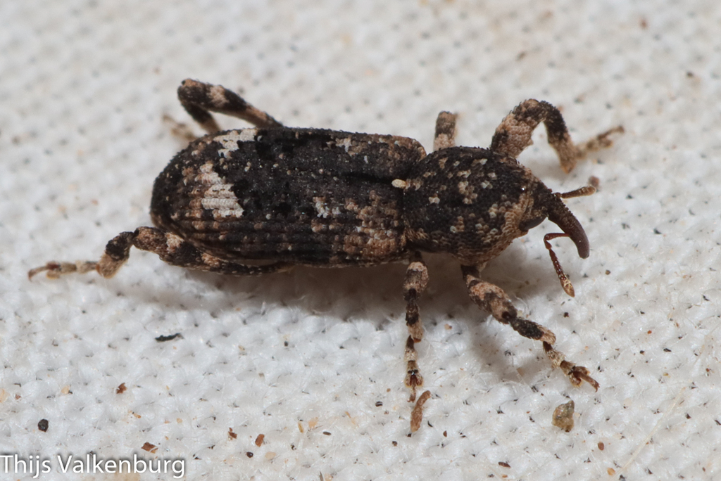 Camptorhinus simplex
