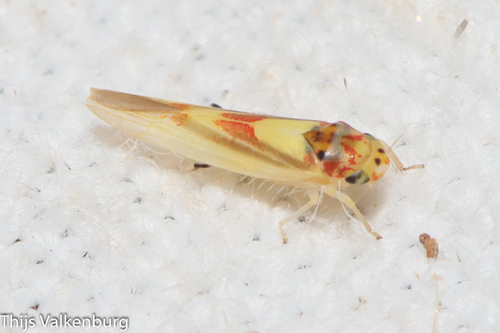 Zygina lunaris