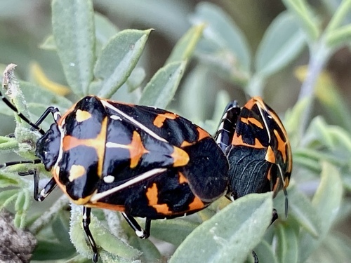 iNaturalist observation photo of Harlequin Bug