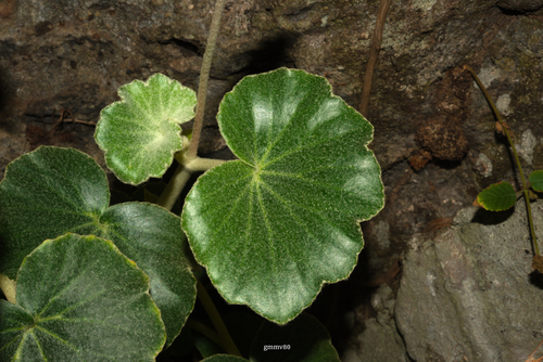 Begonia balansae
