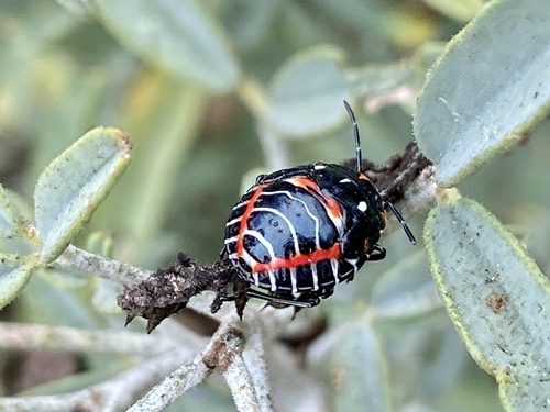 iNaturalist observation photo of Harlequin Bug