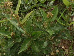 Asclepias similis
