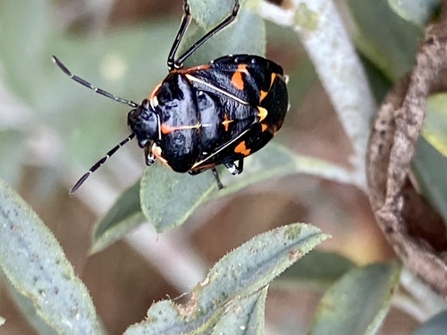 iNaturalist observation photo of Harlequin Bug