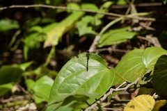 Macrothemis hemichlora