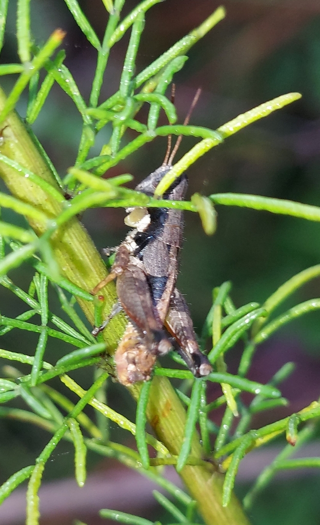Round-winged Grasshopper