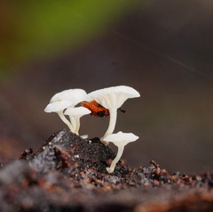 Stenotarsus commodus