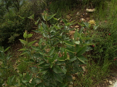 Asclepias similis