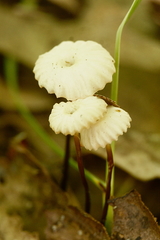 Marasmius delectans