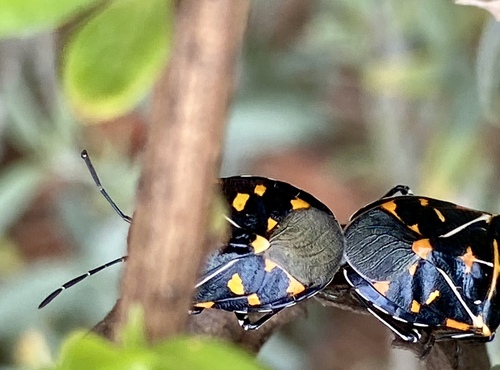 iNaturalist observation photo of Harlequin Bug