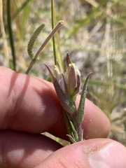 Chloropyron maritimum canescens