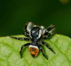 Phidippus insignarius