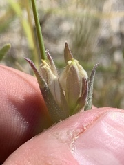 Chloropyron maritimum canescens