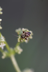 Polymerus brevicornis