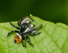 Phidippus insignarius